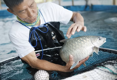 現代魚業應用或實物課程 MF101